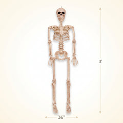 36" Posable Skeleton Halloween Prop