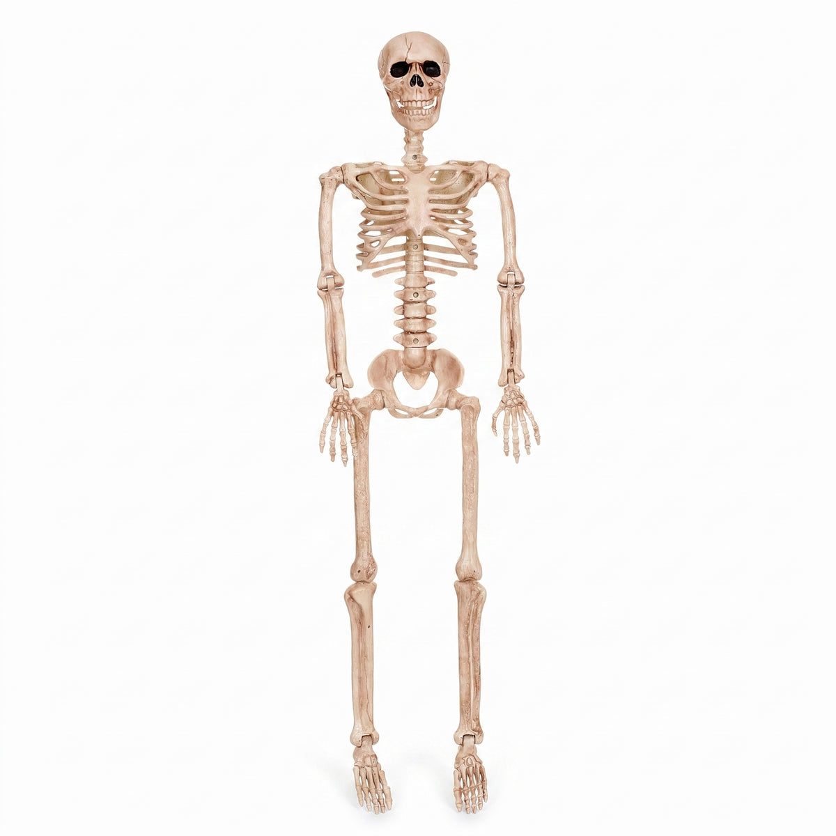 36" Posable Skeleton Halloween Prop
