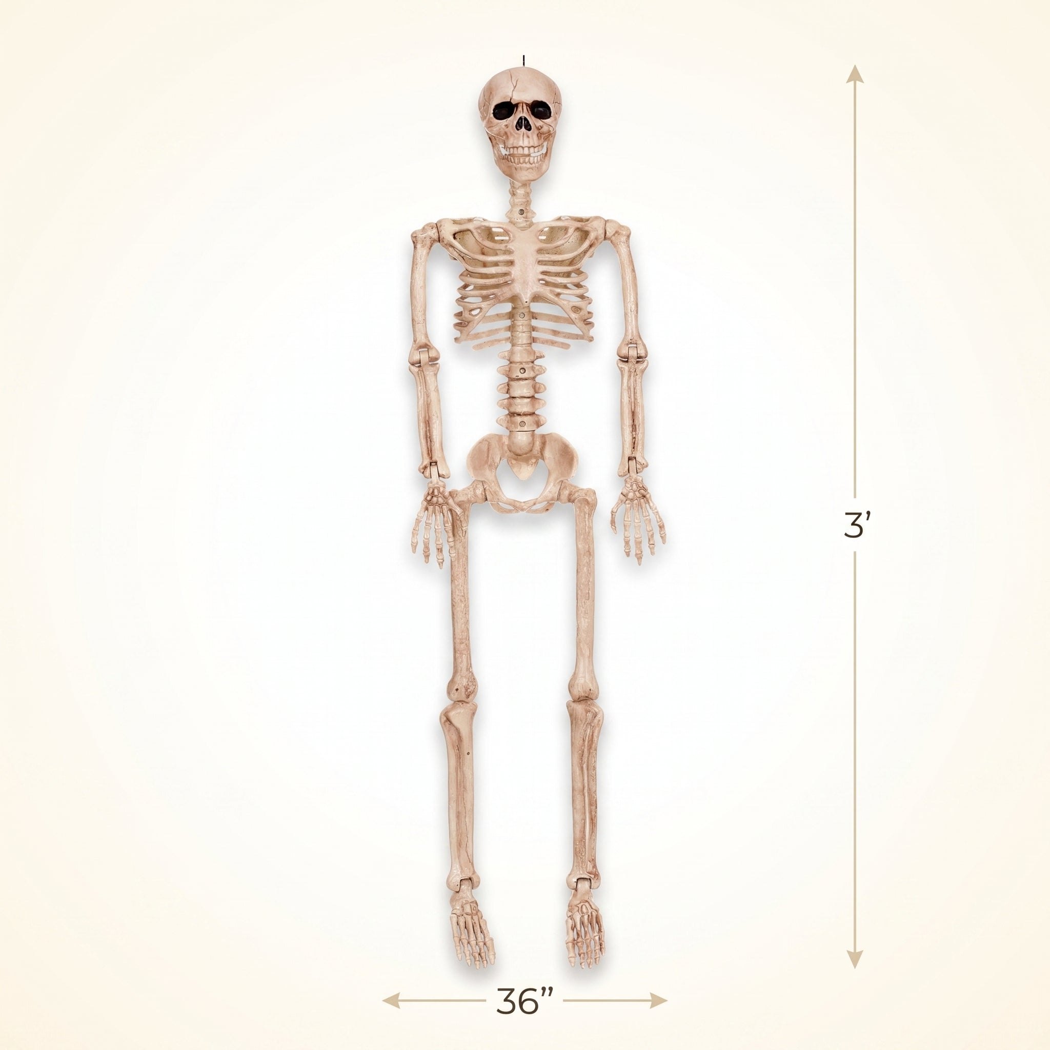 36" Posable Skeleton Halloween Prop